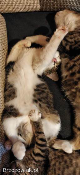 Cztery kotki szukają nowych domów.