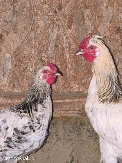 Sprzedam koguty