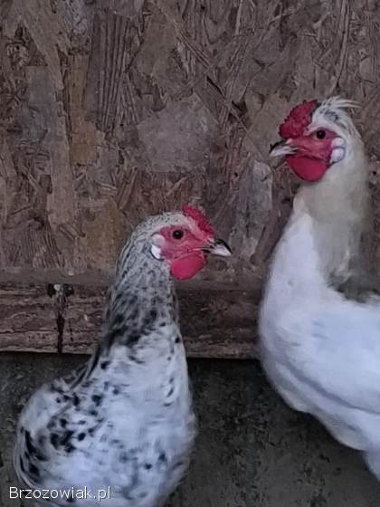Sprzedam koguty