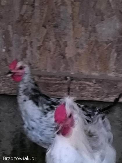 Sprzedam koguty