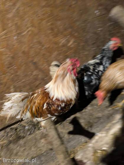Sprzedam koguty