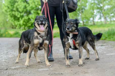 Megi i Pegi -  cudowne siostry od szczeniaka w schronisku!