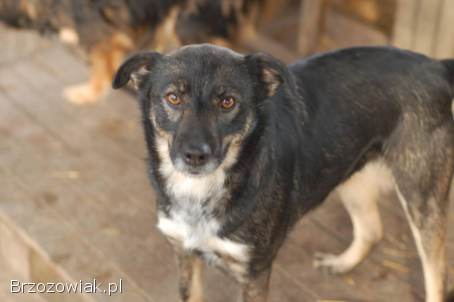 Megi i Pegi -  cudowne siostry od szczeniaka w schronisku!