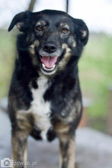 Megi i Pegi -  cudowne siostry od szczeniaka w schronisku!