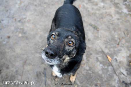Megi i Pegi -  cudowne siostry od szczeniaka w schronisku!