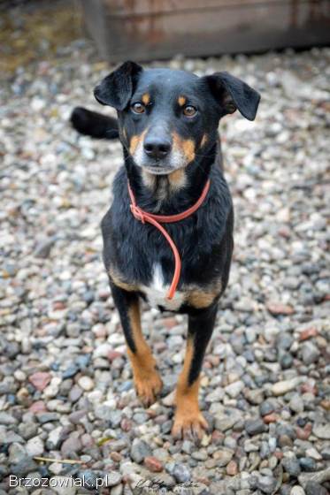 Puszek -  łagodny,  nieduży,  niezwykle przyjazny!