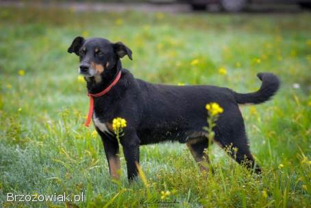 Puszek -  łagodny,  nieduży,  niezwykle przyjazny!