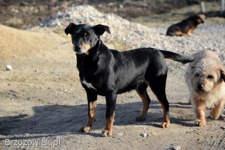 Puszek -  łagodny,  nieduży,  niezwykle przyjazny!
