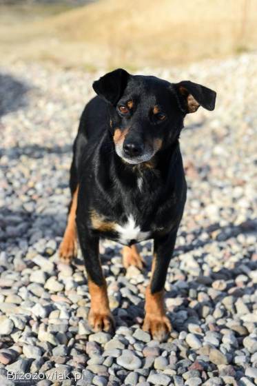 Puszek -  łagodny,  nieduży,  niezwykle przyjazny!