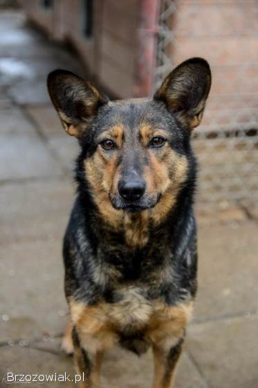 Gaza -  delikatna,  niekonfliktowa sunia szuka domu!