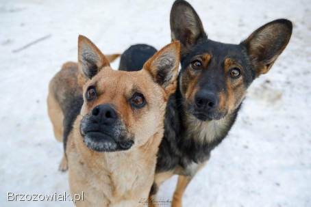 Gaza -  delikatna,  niekonfliktowa sunia szuka domu!