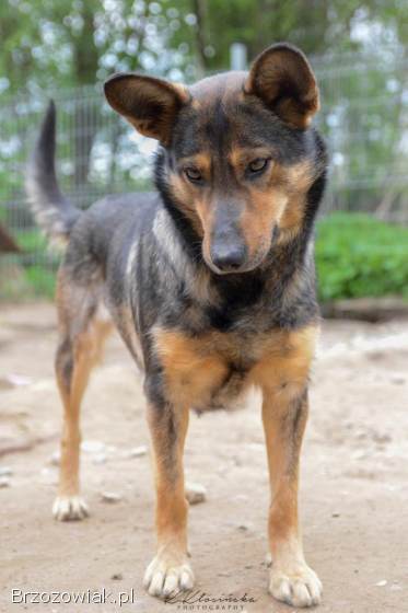 Gaza -  delikatna,  niekonfliktowa sunia szuka domu!