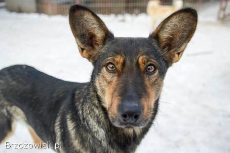 Gaza -  delikatna,  niekonfliktowa sunia szuka domu!