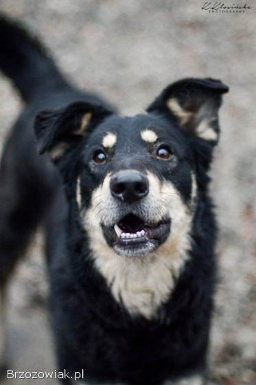 Uratowany od śmierci Pixel szuka domu!