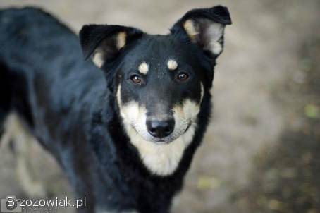 Uratowany od śmierci Pixel szuka domu!