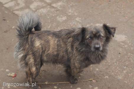 Hojrak -  niewielki psiak z wielkim sercem szuka domu!