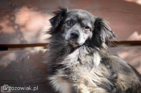 Hojrak -  niewielki psiak z wielkim sercem szuka domu!