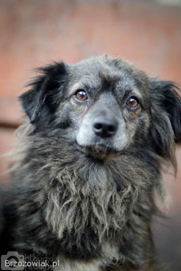 Hojrak -  niewielki psiak z wielkim sercem szuka domu!
