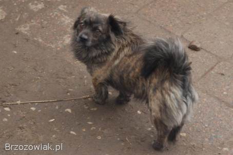 Hojrak -  niewielki psiak z wielkim sercem szuka domu!