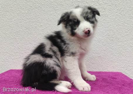 Szczenię BORDER COLLIE z Hodowli -  Rasowy pies z pełną dok.