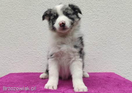 Szczenię BORDER COLLIE z Hodowli -  Rasowy pies z pełną dok.