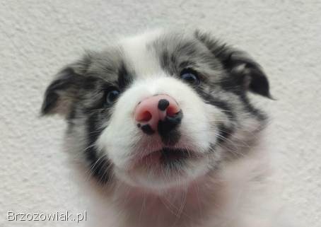 Szczenię BORDER COLLIE z Hodowli -  Rasowy pies z pełną dok.