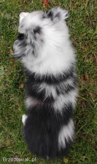 Szczenię BORDER COLLIE z Hodowli -  Rasowy pies z pełną dok.