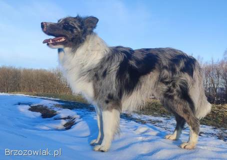 Szczenię BORDER COLLIE z Hodowli -  Rasowy pies z pełną dok.