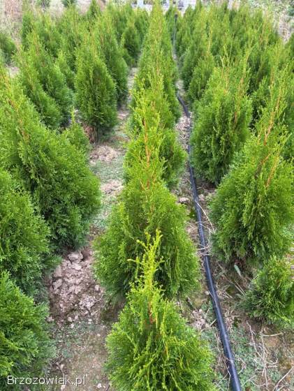 Do sprzedania Tuja Szmargd,  Thuja Smaragd wysokość 70-90 cm