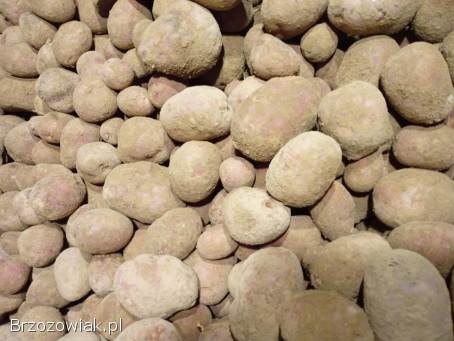 Ziemniaki jadalne,  sadzeniaki,  paszowe