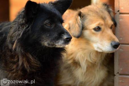 Bleki -  suczka o kocim sercu szuka domu