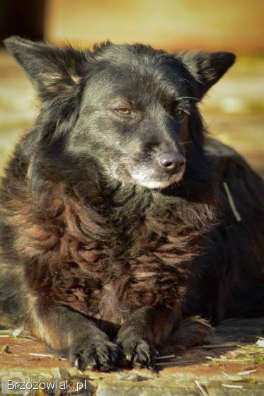 Bleki -  suczka o kocim sercu szuka domu