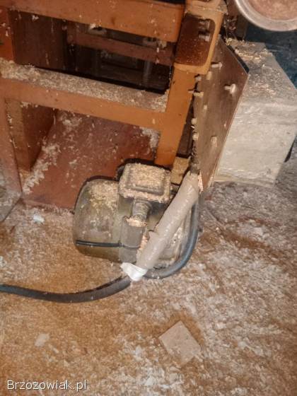 Heblarka grubościówka