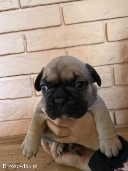 Suczka Buldog Szuka domu