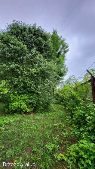 CIĘCIE ROŚLIN Z WYWOZEM