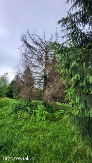 CIĘCIE ROŚLIN Z WYWOZEM