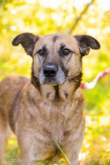 Sonia -  przyjazna,  łagodna suczka szuka domu!