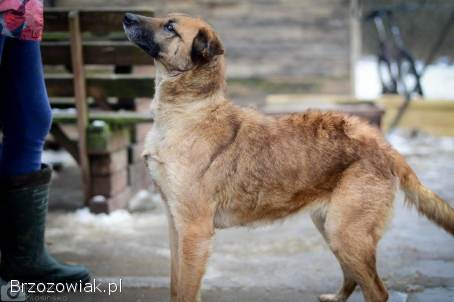 Sonia -  przyjazna,  łagodna suczka szuka domu!