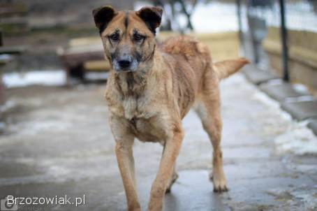 Sonia -  przyjazna,  łagodna suczka szuka domu!