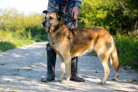 Sonia -  przyjazna,  łagodna suczka szuka domu!