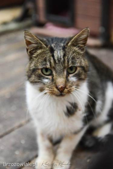 Lolek -  ciekawski,  fajny kocur szuka domu!