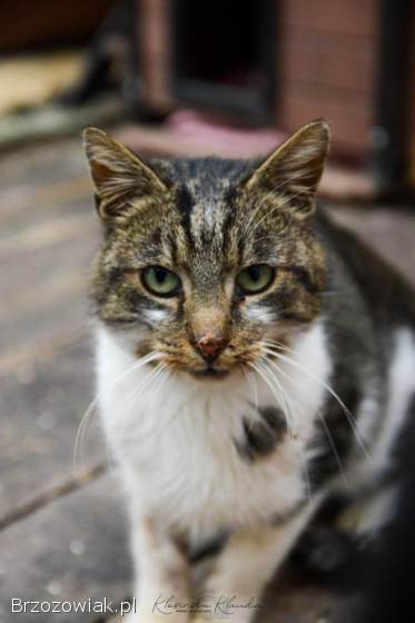 Lolek -  ciekawski,  fajny kocur szuka domu!