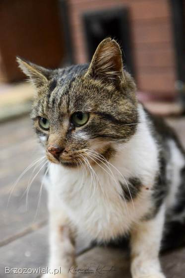 Lolek -  ciekawski,  fajny kocur szuka domu!