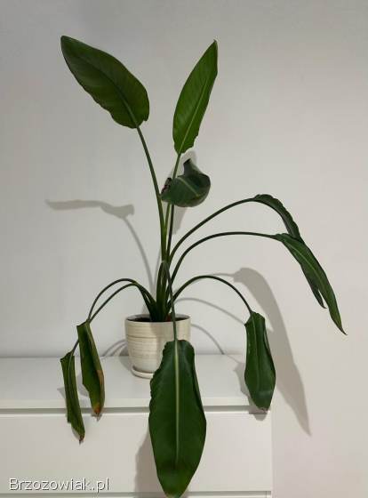 Strelicja (strelitzia nikolai) 2szt.