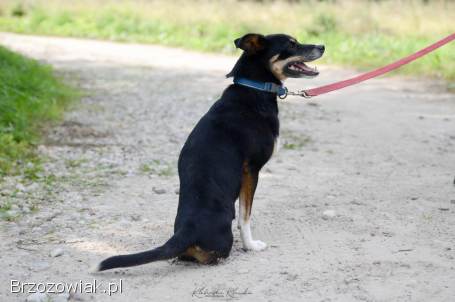 Niewielka Natka,  niekonfliktowa sunia PILNIE szuka domu!