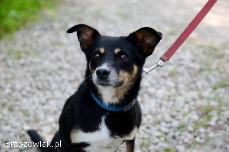 Niewielka Natka,  niekonfliktowa sunia PILNIE szuka domu!