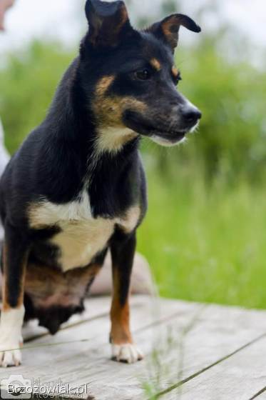 Niewielka Natka,  niekonfliktowa sunia PILNIE szuka domu!