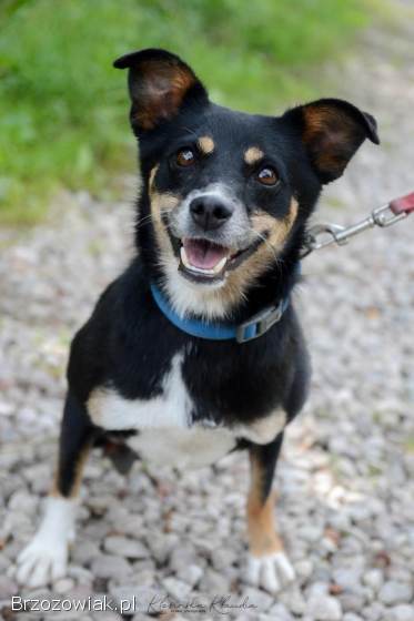 Niewielka Natka,  niekonfliktowa sunia PILNIE szuka domu!