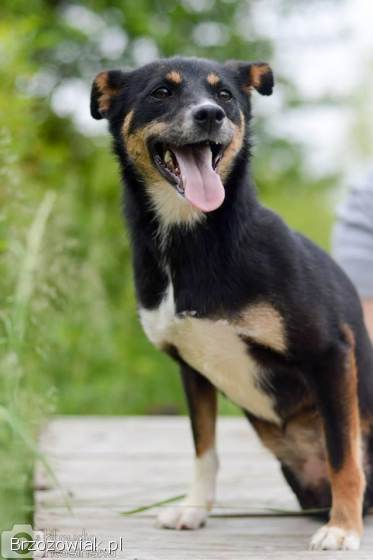 Niewielka Natka,  niekonfliktowa sunia PILNIE szuka domu!