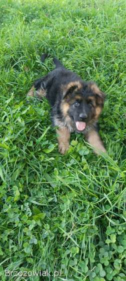 Owczarek niemiecki długowłosy